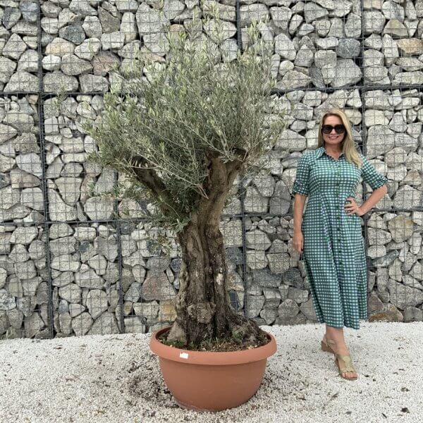 Olive Tree Gnarled XXL Natural Crown (In Patio Pot) H949 - 701FBE91 803B 47BA BEB5 B66DD07547F1 1 105 c