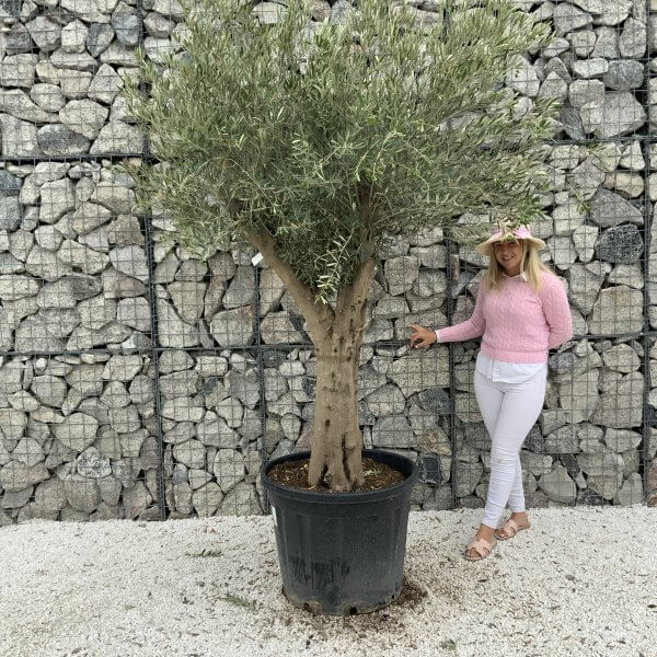 Tuscan Olive Tree XXL Fluted/Chunky Multi Stem J089 - 79E6436F 7F64 46C5 A61E 41A63E6E4510 1 201 a scaled