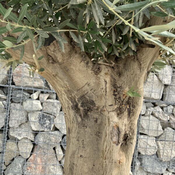 Tuscan Olive Tree XXL Fluted/Chunky Multi Stem J022 - 7C427515 442C 477F AF00 25C9CBA6C027 1 105 c