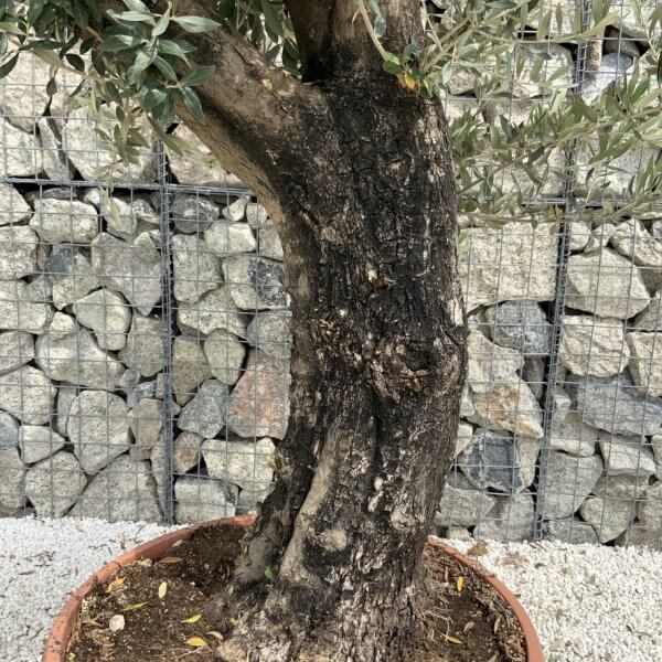 Olive Tree Gnarled XXL Natural Crown (In Patio Pot) H941 - 80116363 B02D 4756 A8E2 294F5E2493B3 1 105 c