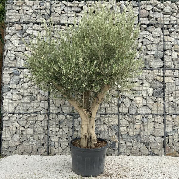 Tuscan Olive Tree XXL Fluted/Chunky Multistem J093 - 810819A4 CC1F 4E78 A721 F115876B1550 scaled