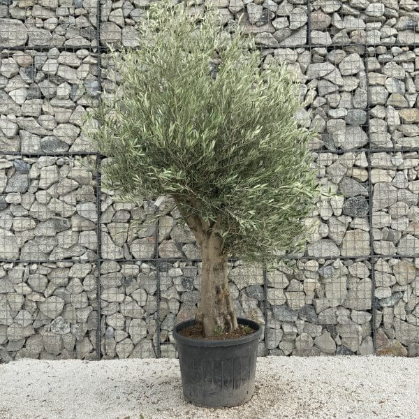 Tuscan Olive Tree XXL Fluted/Chunky Multi Stem J014 - 818D9613 14F4 4B25 95DD 1D33BA58AA89 1 105 c