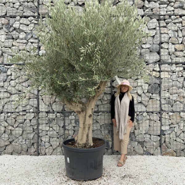 Tuscan Olive Tree XXL Fluted/Chunky Multistem J145 - 82A6ADF9 41CB 44C3 9D81 D57064B1C91A 1 105 c