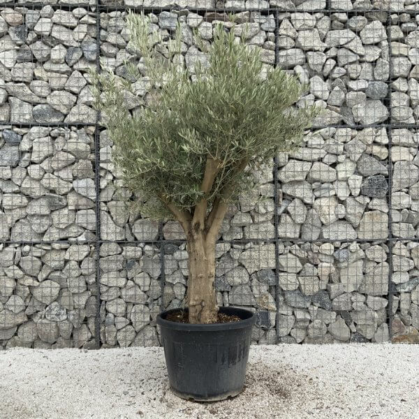 Tuscan Olive Tree XXL Fluted/Chunky Multi Stem J058 - 8477AE7E 771B 4404 B502 CB60EFFC911D 1 105 c