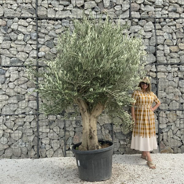 Tuscan Olive Tree XXL Fluted/Chunky Multi Stem J017 - 8772D2A9 67A1 4C0C 95E3 8DBCEB658CB2 scaled