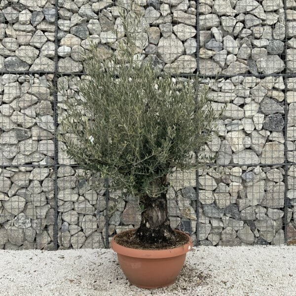 Olive Tree Gnarled XXL Natural Crown (In Patio Pot) H937 - 87AB2AC9 D67F 4B2C A5CA 0E0A903F1F75 1 105 c