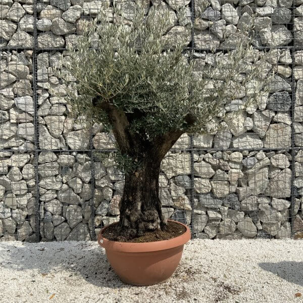 Olive Tree Gnarled XXL Natural Crown (In Patio Pot) H940 - 88AC2BEA FC75 4C81 A751 13E0F50A4216 1 105 c