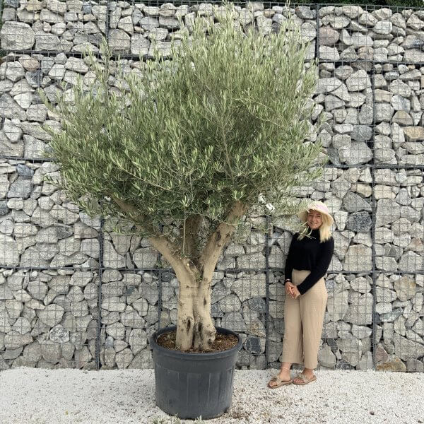 Tuscan Olive Tree XXL Fluted/Chunky Multistem J093 - 8CA7A76F 0036 4750 8093 81812A1D74C9 scaled