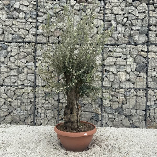 Olive Tree Gnarled XXL Natural Crown (In Patio Pot) H955 - 8CFDD1A4 4F6D 4411 8B6D 8DB6E56A2079 1 105 c