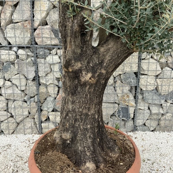 Olive Tree Gnarled XXL Natural Crown (In Patio Pot) H935 - 92260D5E 0240 4A46 9ADC CA3E576EBE26 1 105 c