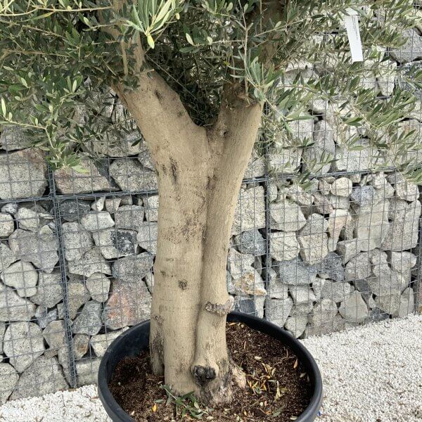 Tuscan Olive Tree XXL Fluted/Chunky Multistem J092 - 9343311E 556A 4D7F 966D 94DEBDC995D1 scaled