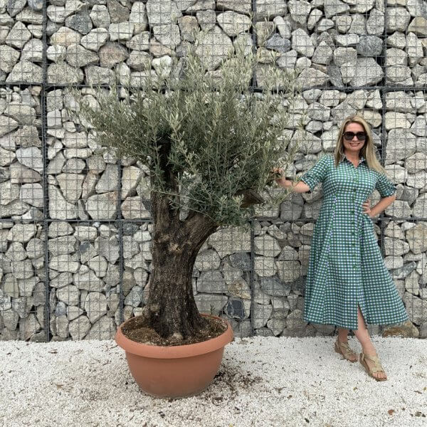 Olive Tree Gnarled XXL Natural Crown (In Patio Pot) H935 - 93CFEBBE A071 4A90 A28C AE179BFAFE5A 1 105 c