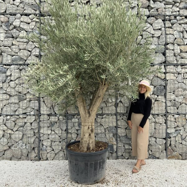 Tuscan Olive Tree XXL Fluted/Chunky Multistem J096 - 99792F21 5582 47D2 B18D 9062F7F8500F scaled