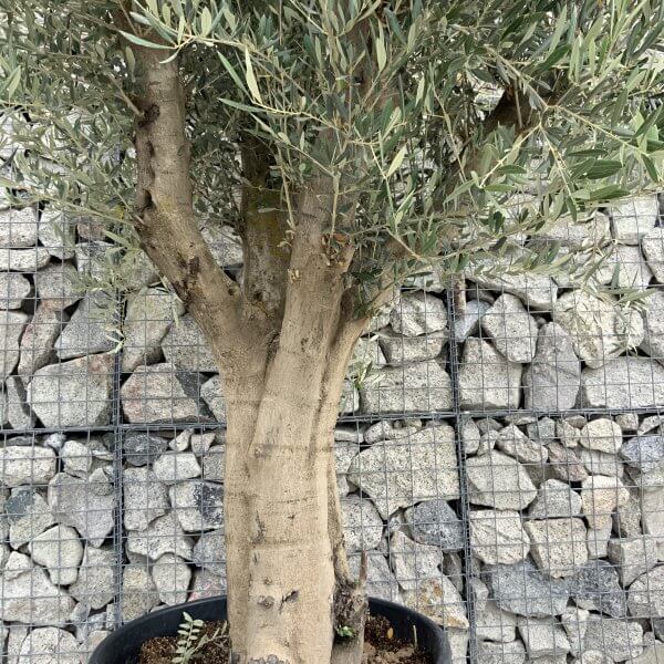 Tuscan Olive Tree XXL Fluted/Chunky Multistem J118 - 9C9B1032 F9AF 4D75 8B64 598FA510D584 scaled