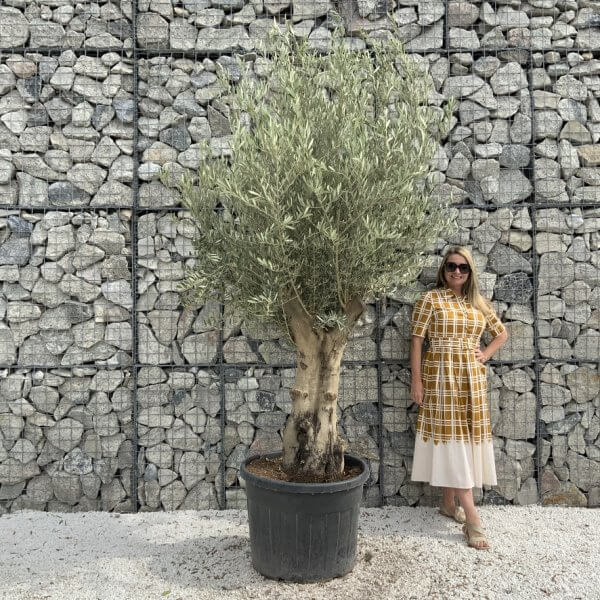 Tuscan Olive Tree XXL Fluted/Chunky Multi Stem J010 - A2F6A5C6 B4EA 43A6 BA4A 89C033C8B90A 1 105 c