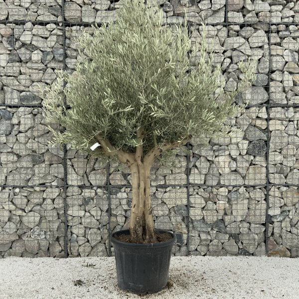 Tuscan Olive Tree XXL Fluted/Chunky Multi Stem J075 - A38CD2C1 BC2A 4929 AC88 DC75B248F291 1 201 a scaled