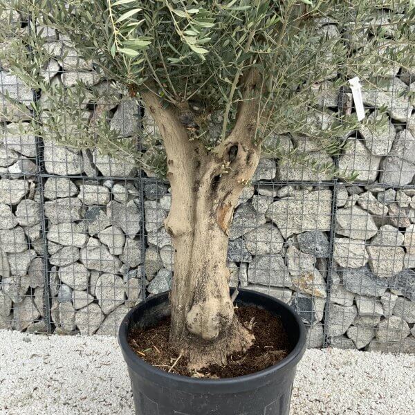 Tuscan Olive Tree XXL Fluted/Chunky Multistem J094 - A7DCB853 00B9 446F A068 233C4550EF3D scaled