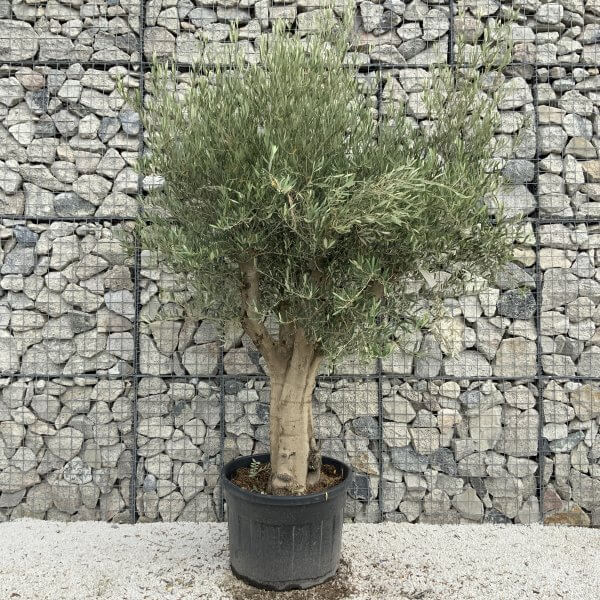 Tuscan Olive Tree XXL Fluted/Chunky Multistem J118 - A9C482ED 5DD6 438E B869 4B4B61674B70 scaled