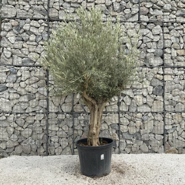 Tuscan Olive Tree XXL Fluted/Chunky Multi Stem J054 - AC0C0212 0E51 4AE3 90B6 FC73898602CC 1 105 c