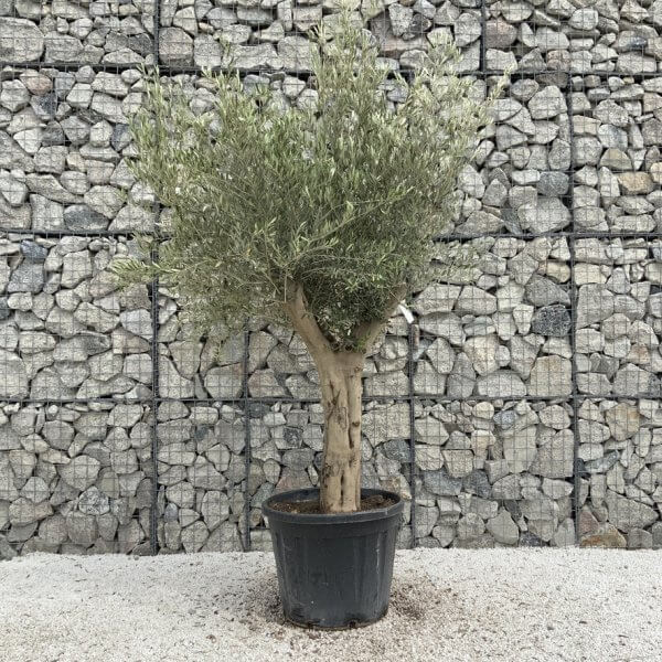 Tuscan Olive Tree XXL Fluted/Chunky Multi Stem J055 - AF4E4807 BDF8 4848 96FE 909357E19DE0 1 105 c