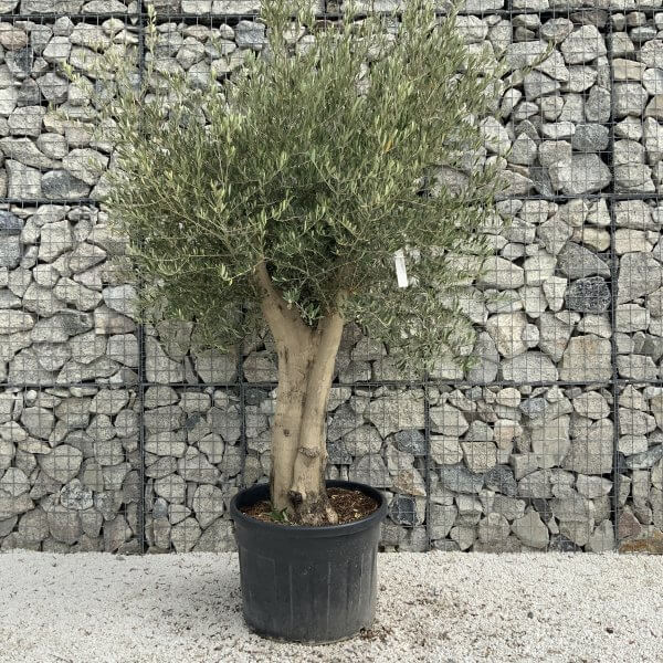 Tuscan Olive Tree XXL Fluted/Chunky Multistem J092 - B52A14F2 9F45 4443 9B1F 22B2C36977FB scaled