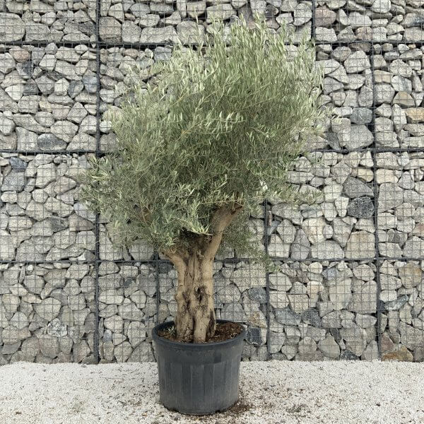 Tuscan Olive Tree XXL Fluted/Chunky Multistem J111 - B61436CA 9277 4C8F BF84 AFF4D7553524 scaled