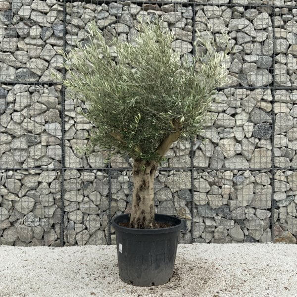 Tuscan Olive Tree XXL Fluted/Chunky Multi Stem J034 - B87DEA0A 6701 4202 AD5B 6A838788D6DE 1 105 c