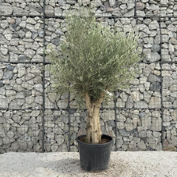 Tuscan Olive Tree XXL Fluted/Chunky Multi Stem J012 - BA18BBD9 4C3D 499A BC72 EAF155571219 1 105 c