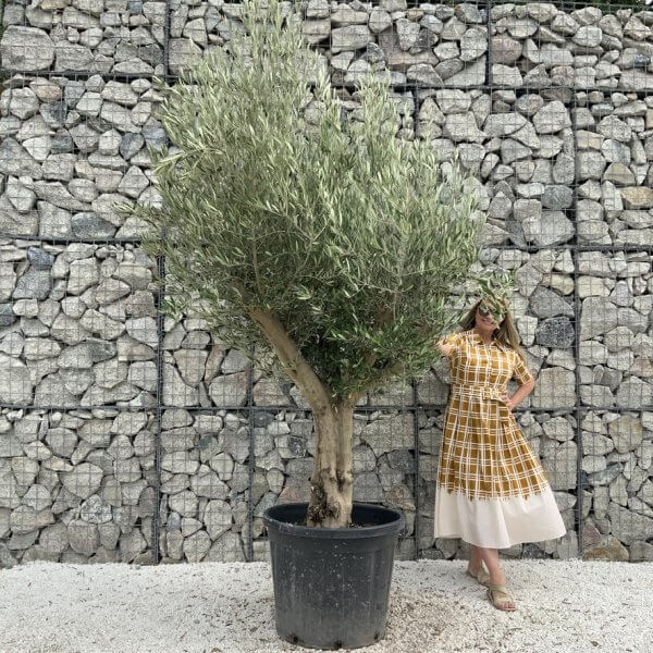 Tuscan Olive Tree XXL Fluted/Chunky Multi Stem J031 - BB0D6B43 BE03 4FBC 9E0A A530A173FFDE 1 105 c