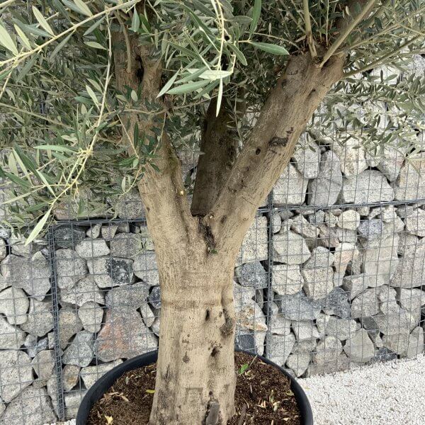 Tuscan Olive Tree XXL Fluted/Chunky Multistem J096 - C240EFD6 11CF 4DDD 9C9D A7D3DE4A354F scaled