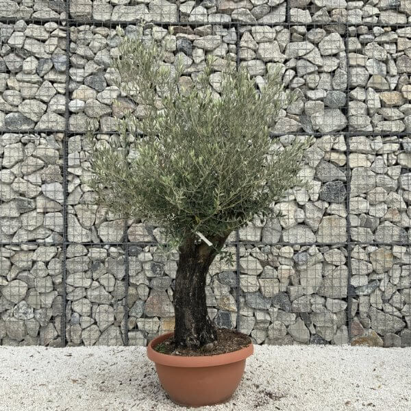 Olive Tree Gnarled XXL Natural Crown (In Patio Pot) H938 - C3BA0EDF 1E9D 4BF8 BC46 309544CD5F60 1 105 c