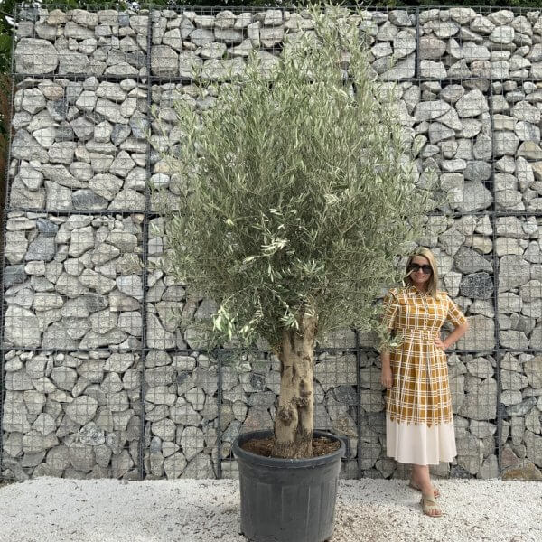 Tuscan Olive Tree XXL Fluted/Chunky Multi Stem J015 - C4FED275 D51E 498A 9238 95E63E398077 1 105 c