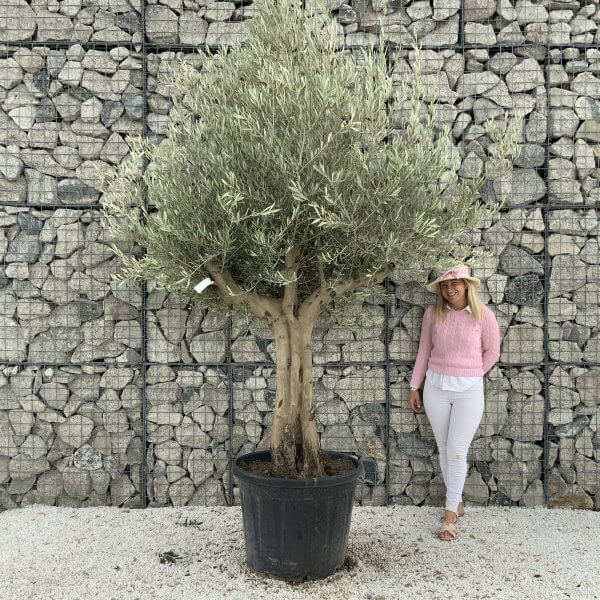 Tuscan Olive Tree XXL Fluted/Chunky Multi Stem J075 - C7CB166D 7F85 4880 B778 1474D9A1E104 1 201 a scaled