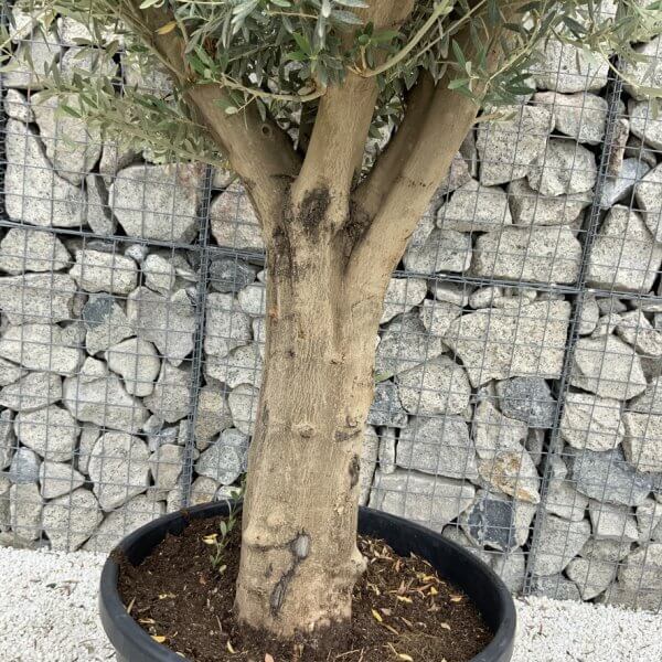 Tuscan Olive Tree XXL Fluted/Chunky Multi Stem J058 - C98FE7B4 43BE 4A0F B9DB 05CEFFE81D24 1 105 c