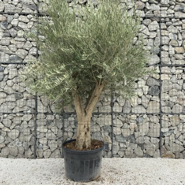 Tuscan Olive Tree XXL Fluted/Chunky Multistem J096 - CB1FCC0C 6198 4F05 89DF 04A3EFF551F9 scaled