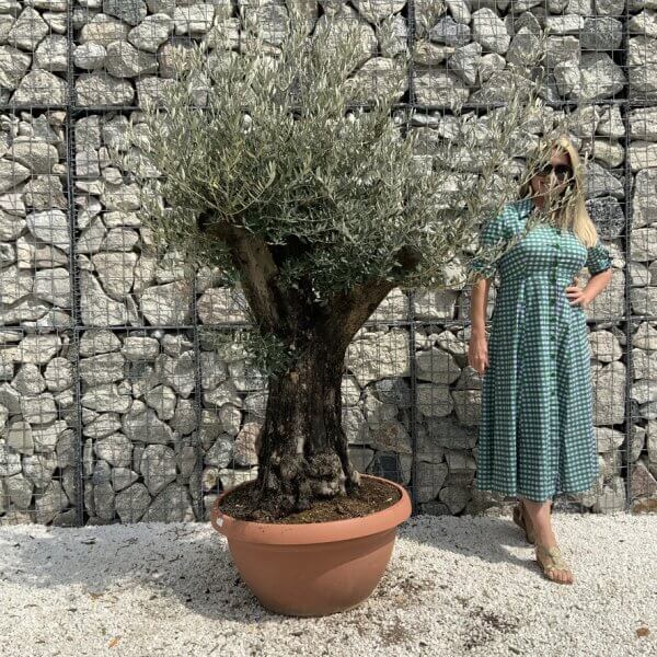 Olive Tree Gnarled XXL Natural Crown (In Patio Pot) H940 - CC0C2DD8 B42C 4ACE A559 4B1940D13B5F 1 105 c