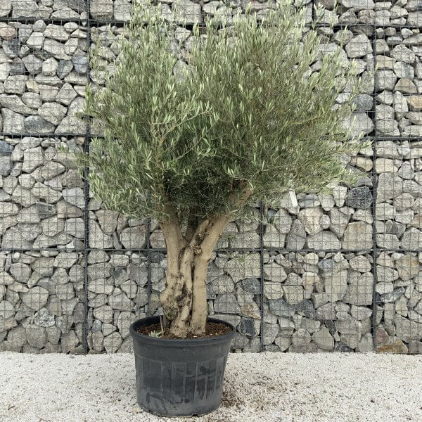 Tuscan Olive Tree XXL Fluted/Chunky Multistem J097 - CECC7A1A 497A 4F4D BE6F 1B7AB95CFA26 scaled