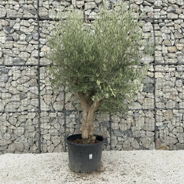 Tuscan Olive Tree XXL Fluted/Chunky Multistem J125 - D1520109 8F28 4FF7 B908 B3488BDCA2FC scaled