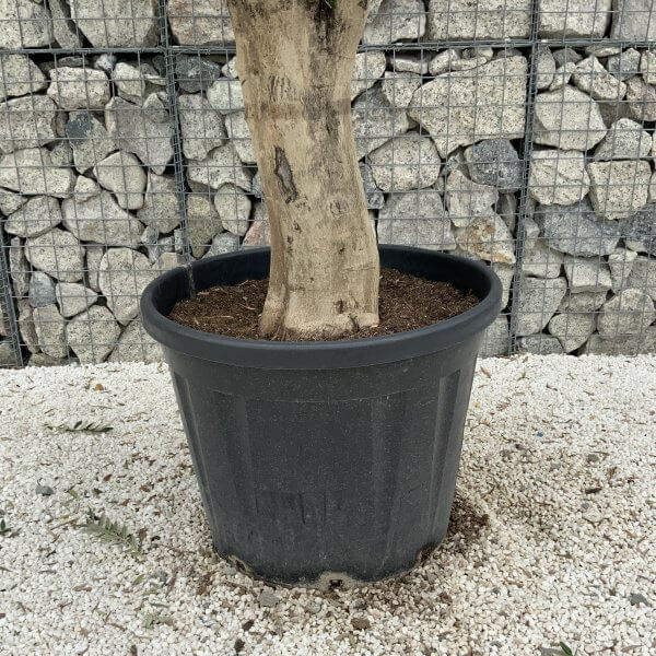 Tuscan Olive Tree XXL Fluted/Chunky Multi Stem J090 - D16AF4DF 5161 4C4F A3BE 0863146E62C3 1 201 a 1 scaled