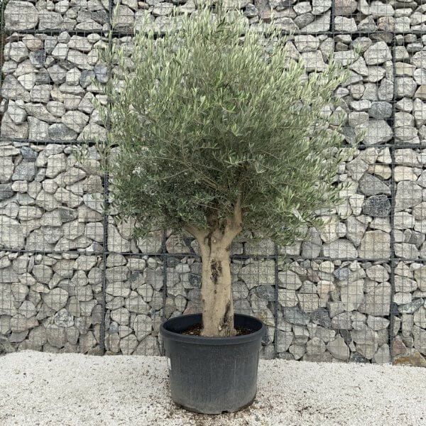 Tuscan Olive Tree XXL Fluted/Chunky Multistem J139 - D2A8B041 1B3D 400A B703 77F2A83330C8 1 105 c