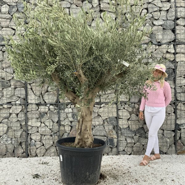 Tuscan Olive Tree XXL Fluted/Chunky Multi Stem J076 - D88C6956 6E95 4E0B B3A3 F0A9CD2D2AE2 1 201 a scaled