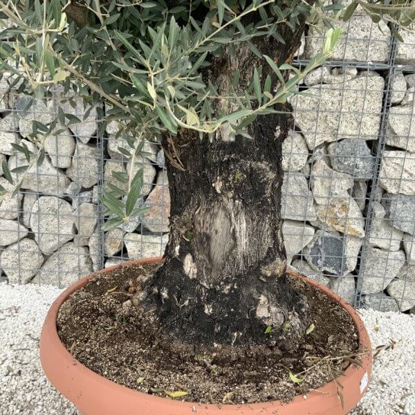 Olive Tree Gnarled XXL Natural Crown (In Patio Pot) H937 - D9B4E182 4647 4821 986A 2C3E06928206 1 105 c