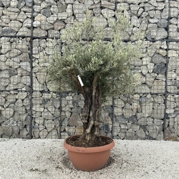 Olive Tree Gnarled XXL Natural Crown (In Patio Pot) H964 - DA895068 8C30 4DBC 9016 D37AA93CA04C 1 105 c