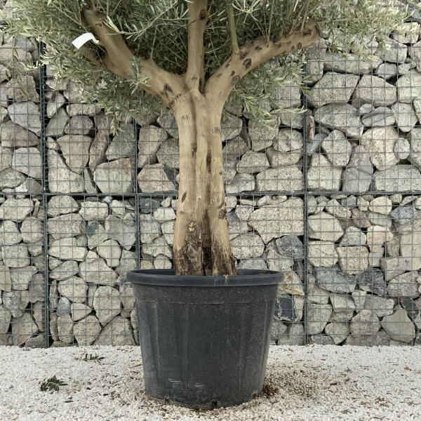 Tuscan Olive Tree XXL Fluted/Chunky Multi Stem J075 - DB5131DC 3C32 464E 8C74 E326482972F4 1 201 a scaled