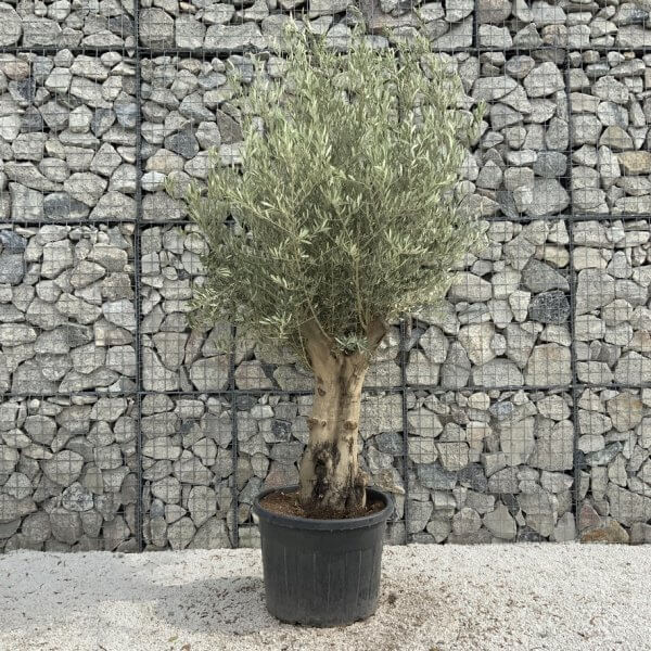 Tuscan Olive Tree XXL Fluted/Chunky Multi Stem J010 - DBDBE760 7CDE 4C7D A74E 312F5DCB9062 1 105 c