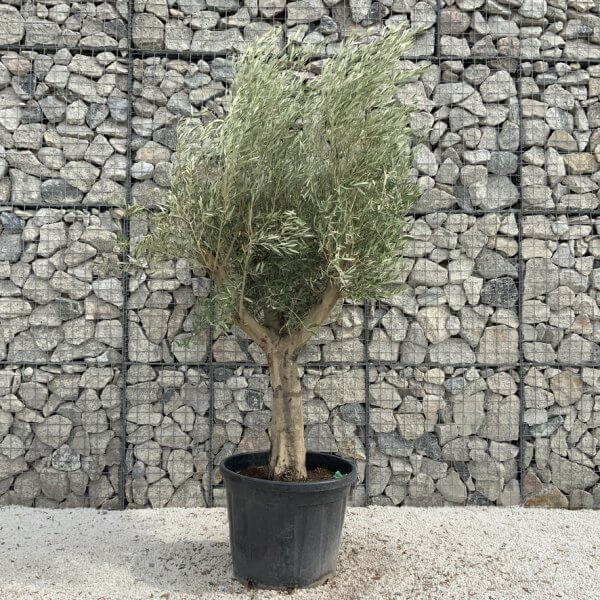 Tuscan Olive Tree XXL Fluted/Chunky Multi Stem J023 - E035E353 4E32 407C 9F8F FF082DF89A89 1 105 c