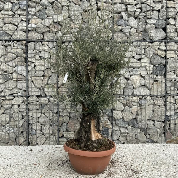 Olive Tree Gnarled XXL Natural Crown (In Patio Pot) H943 - E0678C27 1F66 4F06 8D4A A06CA76569DF 1 105 c