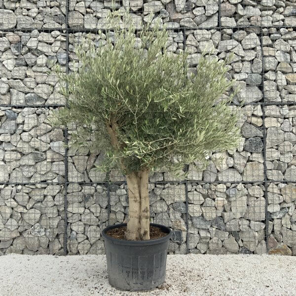 Tuscan Olive Tree XXL Fluted/Chunky Multistem J091 - E12708B9 E07A 4B9D 86B2 2D12A63B5277 scaled