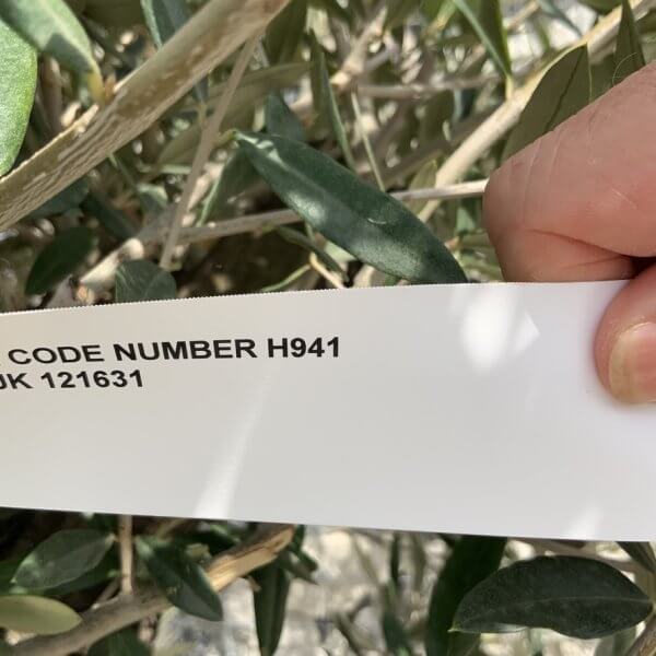 Olive Tree Gnarled XXL Natural Crown (In Patio Pot) H941 - E1D6C568 A083 4EC8 9018 EEC21E7AEC37 1 105 c