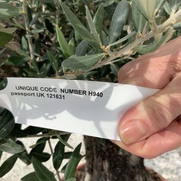 Olive Tree Gnarled XXL Natural Crown (In Patio Pot) H940 - E4363D22 E985 4C9A 840E BBAAF773E58A 1 105 c